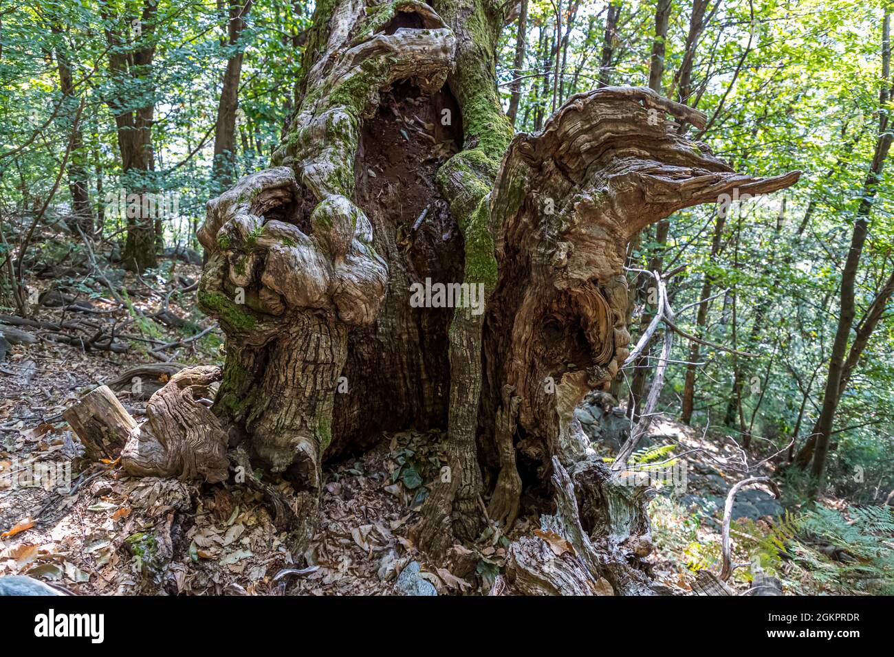 Unterwegs mit dem Wanderführer Luca Goldhorn im UNESCO-Weltkulturerbe Maggia-Tal. Kastanienbäume prägen weite Teile des geschützten Waldgebietes, das in den nächsten Jahrzehnten, Circolo della Maggia, Schweiz, seinen eigenen Einrichtungen überlassen wird Stockfoto