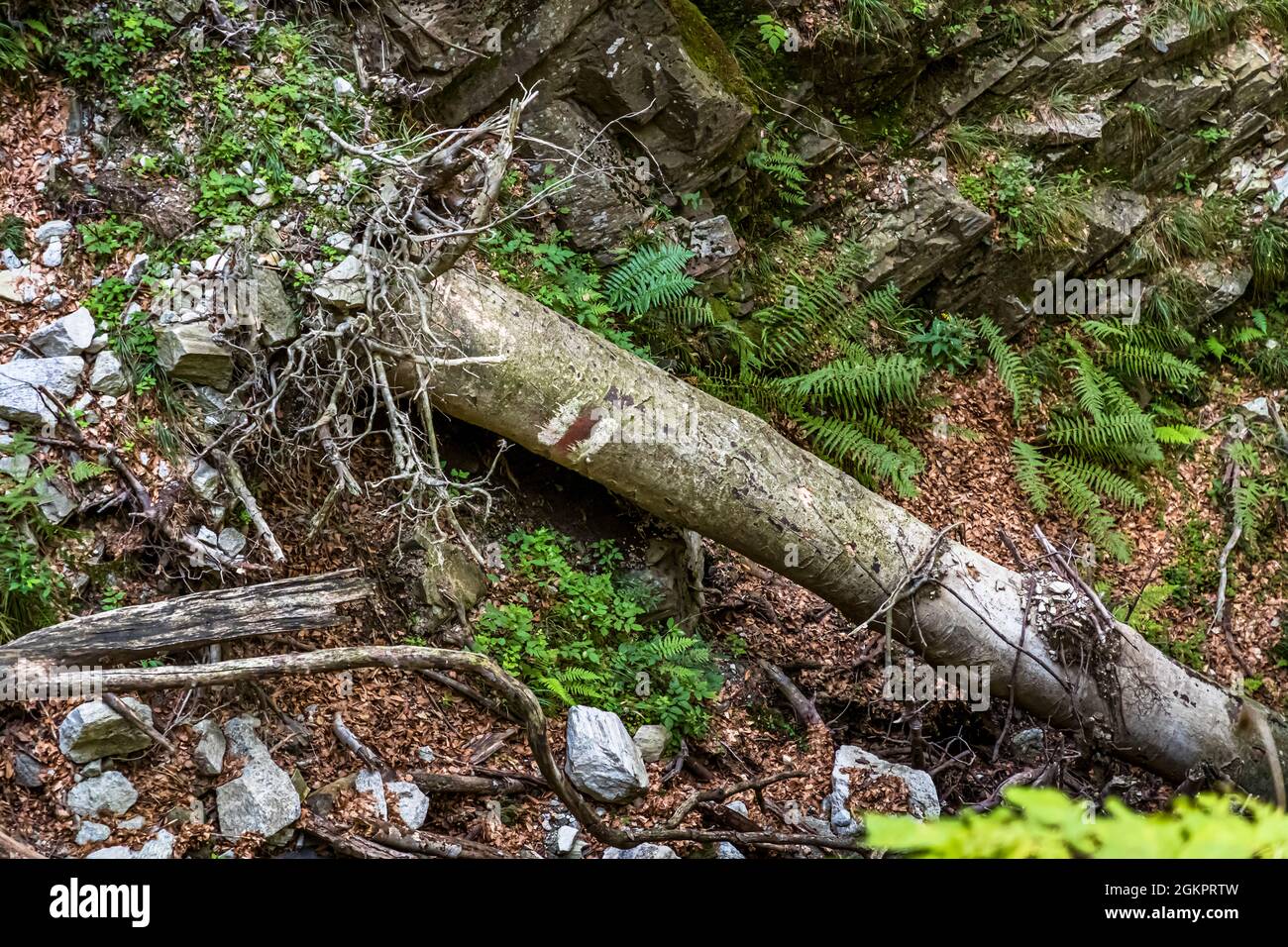 Unterwegs mit dem Wanderführer Luca Goldhorn im UNESCO-Weltkulturerbe Maggia-Tal. Nichts steht für immer in einem natürlichen Wald. Nicht einmal die Bäume mit den Wandermarkierungen , Circolo della Maggia, Schweiz Stockfoto