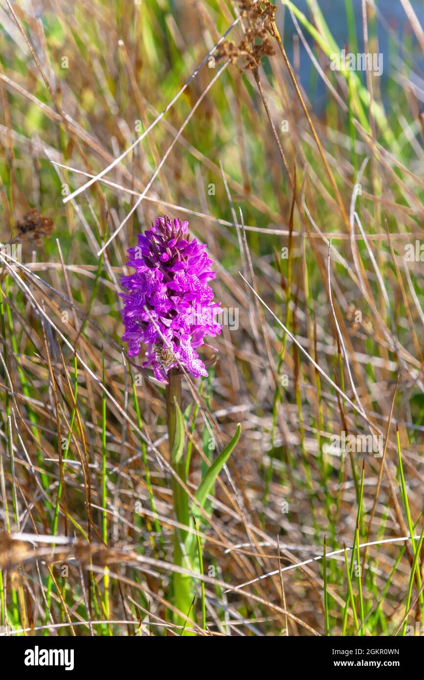 Seltene Wilde Orchideen in West Wittering, West Sussex, England, Großbritannien Stockfoto
