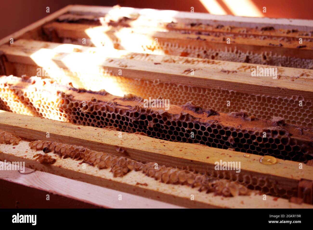 Bienenhonig Anbau Wachsscheiben und Blätter in Box aus Bienenstock Stockfoto