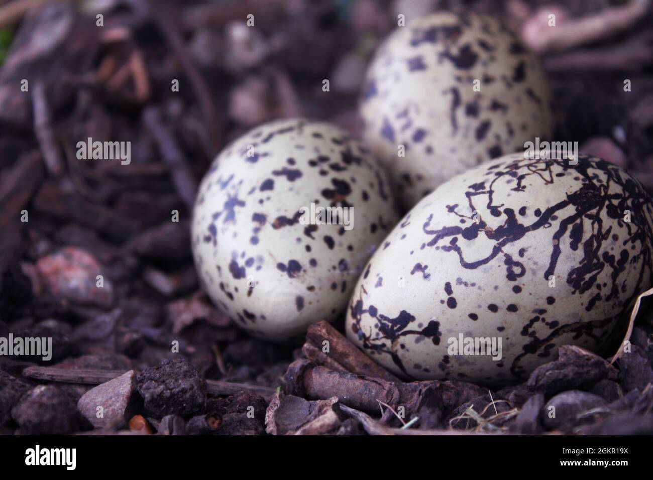 Drei weiße und braune Vogeleier im Nest Stockfoto