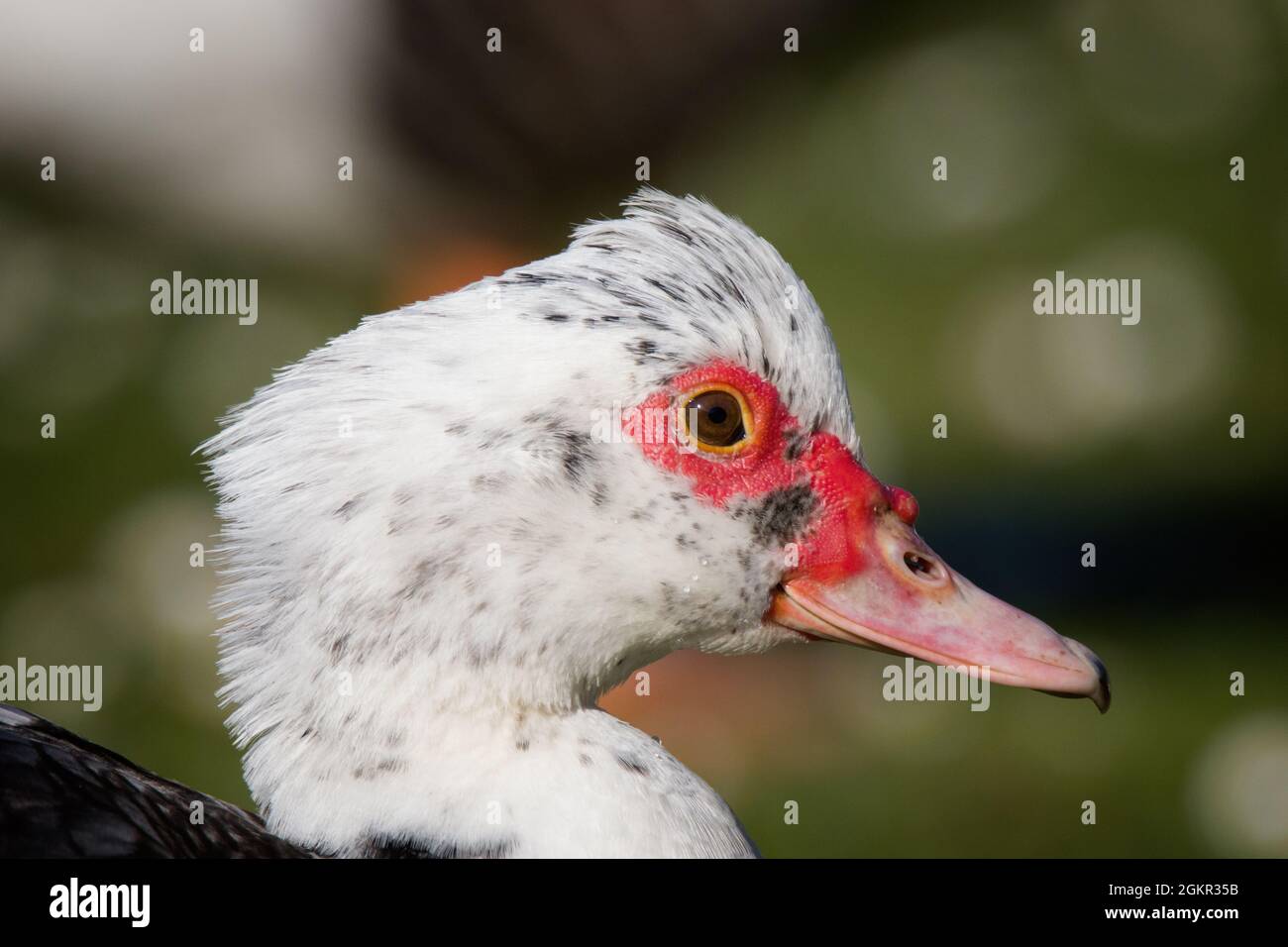 Nahaufnahme einer Barbarie-Ente Stockfoto