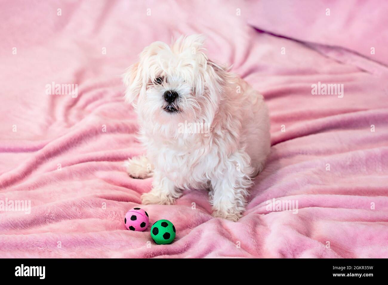 Niedlicher weißer junger maltesischer Hund, der auf dem Bett sitzt und mit Spielzeugbällen zu Hause auf rosa Hintergrund spielt. Stockfoto