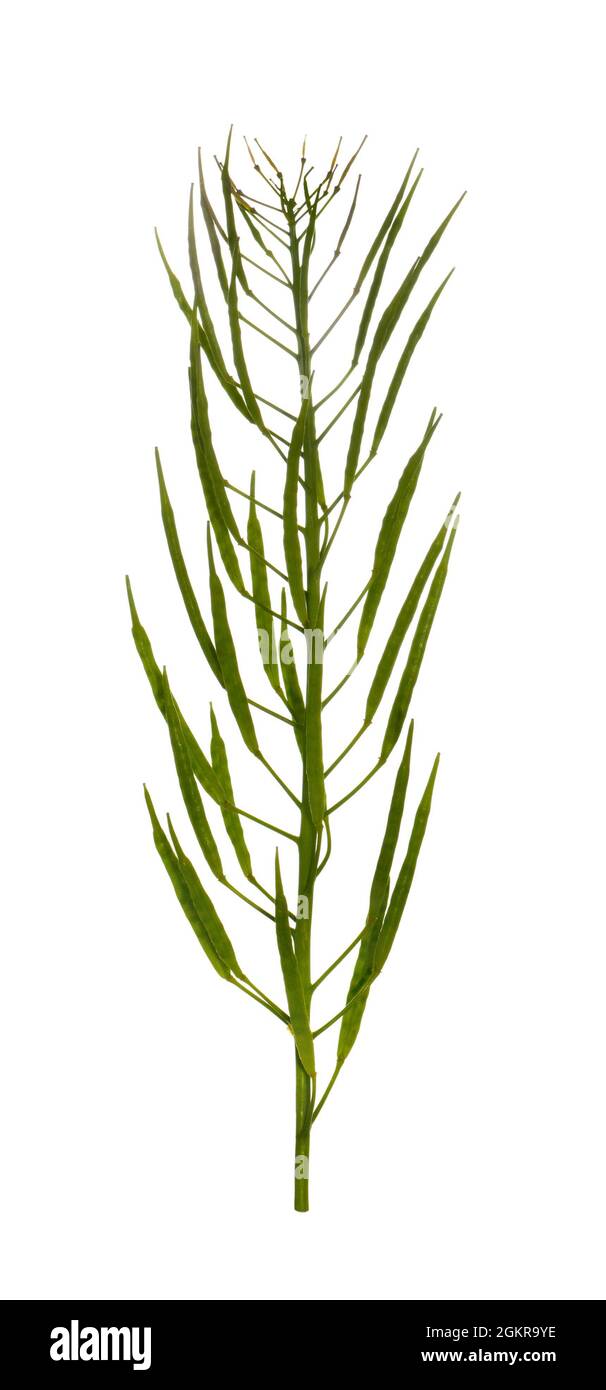 Schwarzer Senf - Brassica nigra Stockfoto