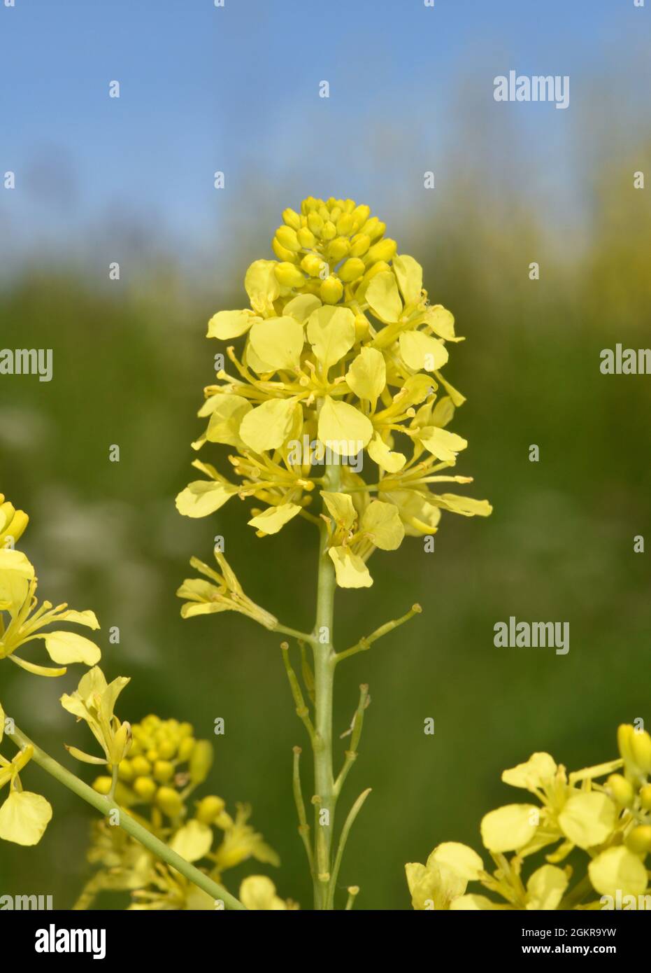 Schwarzer Senf - Brassica nigra Stockfoto