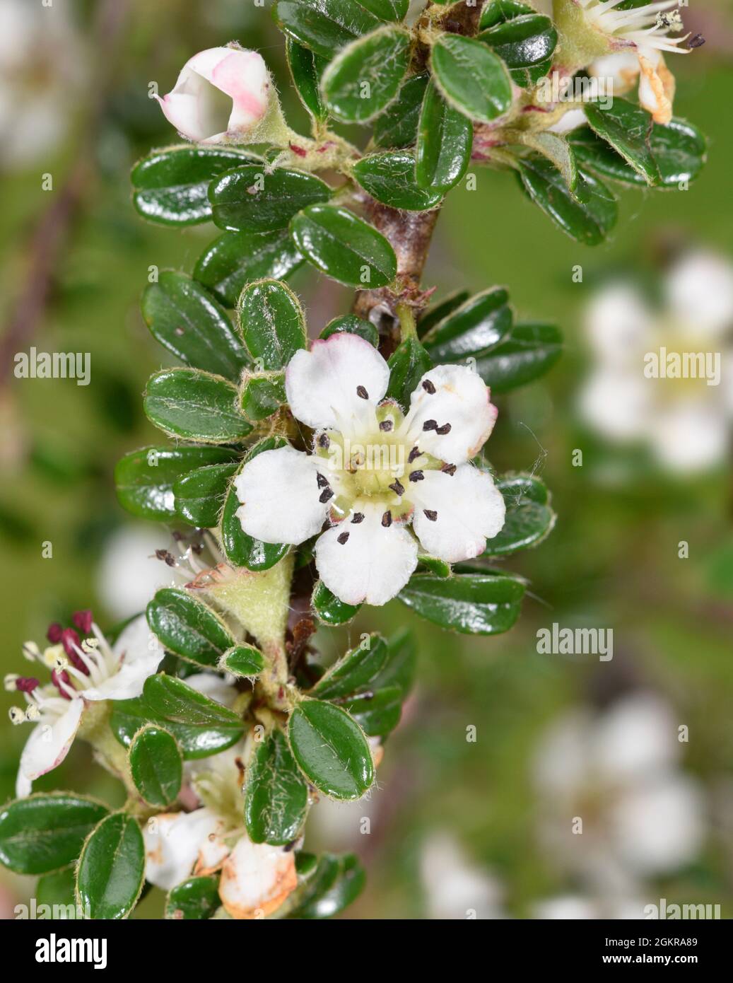 Kleinblättriger Cotoneaster - Cotoneaster Chaenopetalum microphyllus Stockfoto
