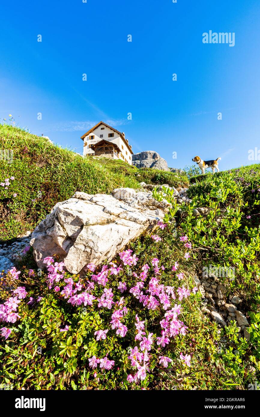 Niedlicher Beagle-Hund auf den blühenden Wiesen rund um die Hütte Rifugio Zsigmondy Comici, Sextner Dolomiten, Südtirol, Italien, Europa Stockfoto