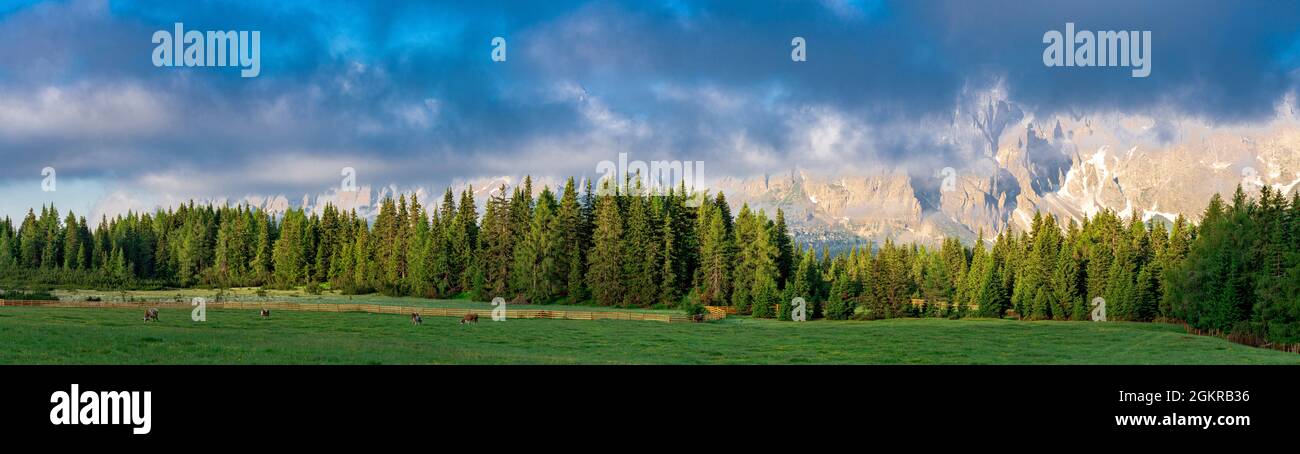 Grüne Wälder und Weiden der Nemes Alm bei Sonnenaufgang im Sommer, Sexten (Sexten, Pustertal, Sextner Dolomiten, Südtirol, Italien, Europa Stockfoto