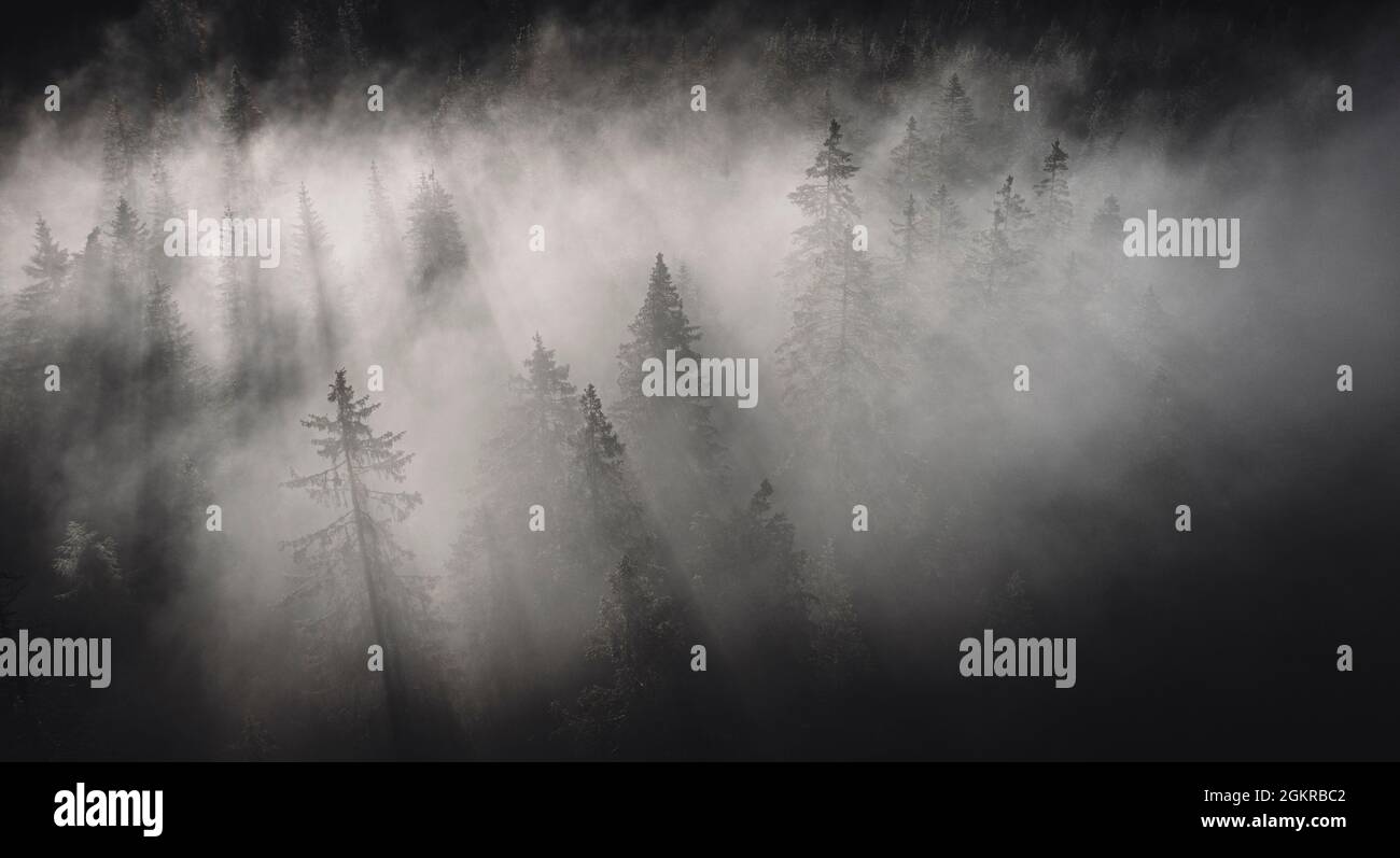 Dichter Nebel bedeckt die Bäume des Waldes bei Sonnenaufgang, Italien, Europa Stockfoto