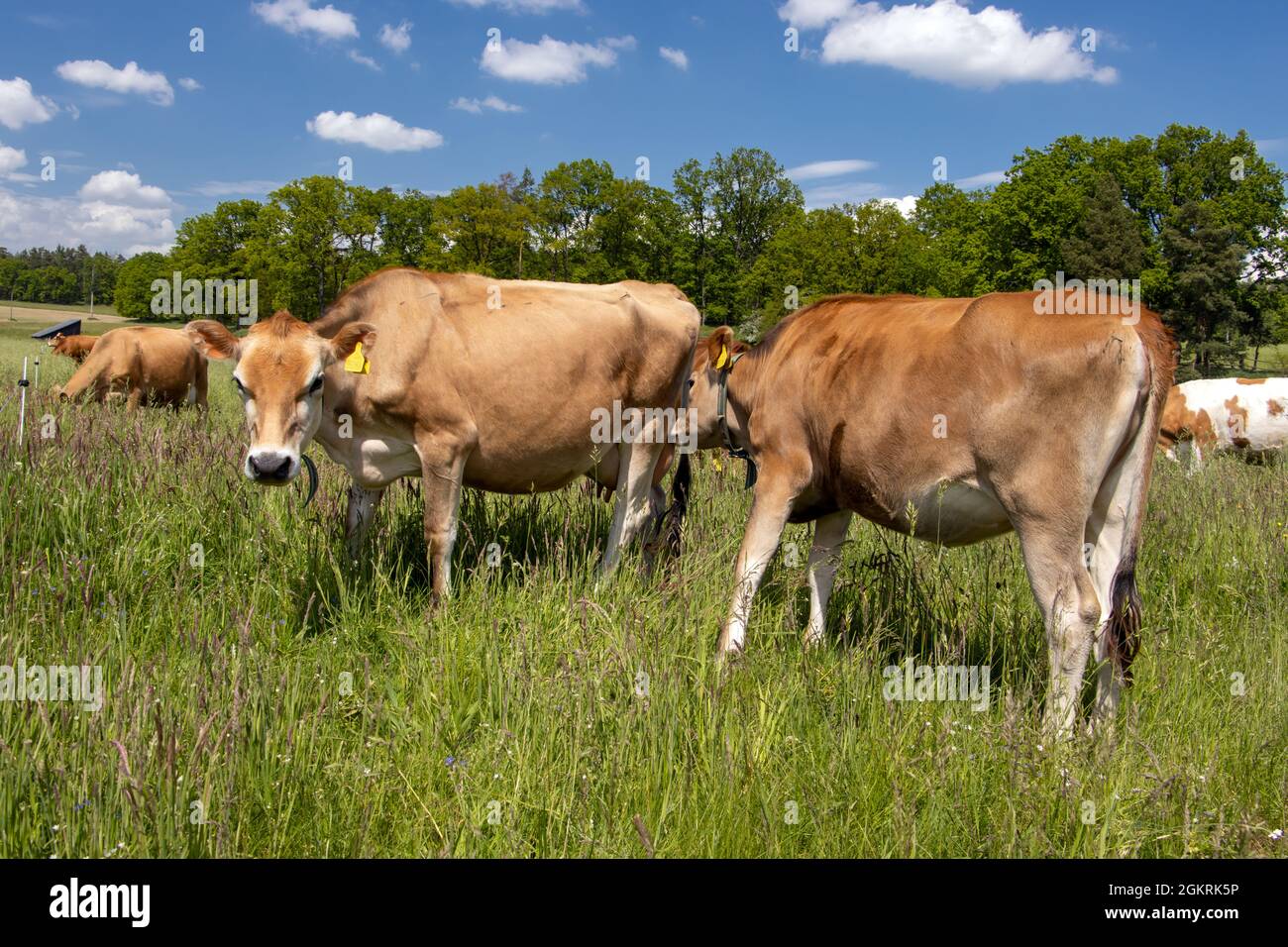 Kuh auf der Weide leckt das Euter einer anderen Kuh. Stockfoto