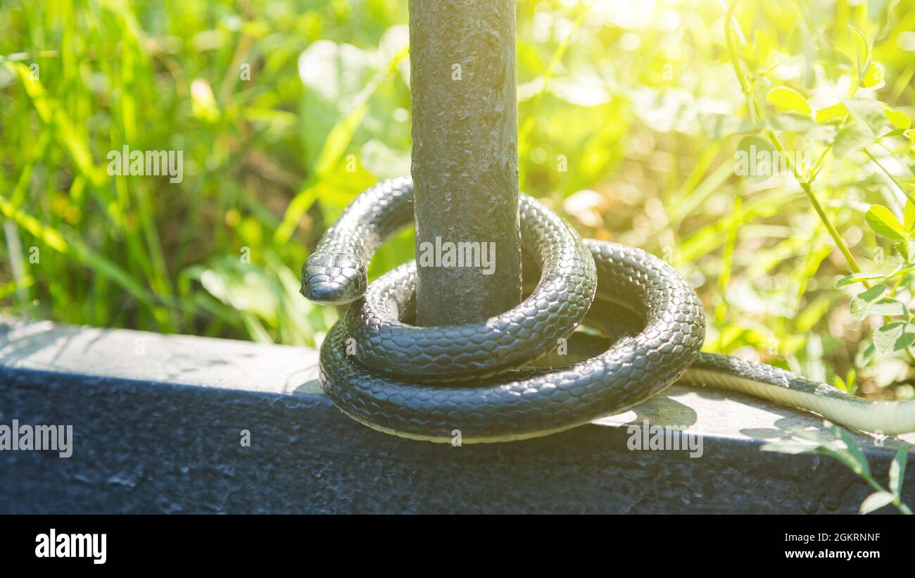 Eine schwarze giftige Schlange an einem sonnigen Tag im Park, die um einen Zaun gewickelt ist. Stockfoto