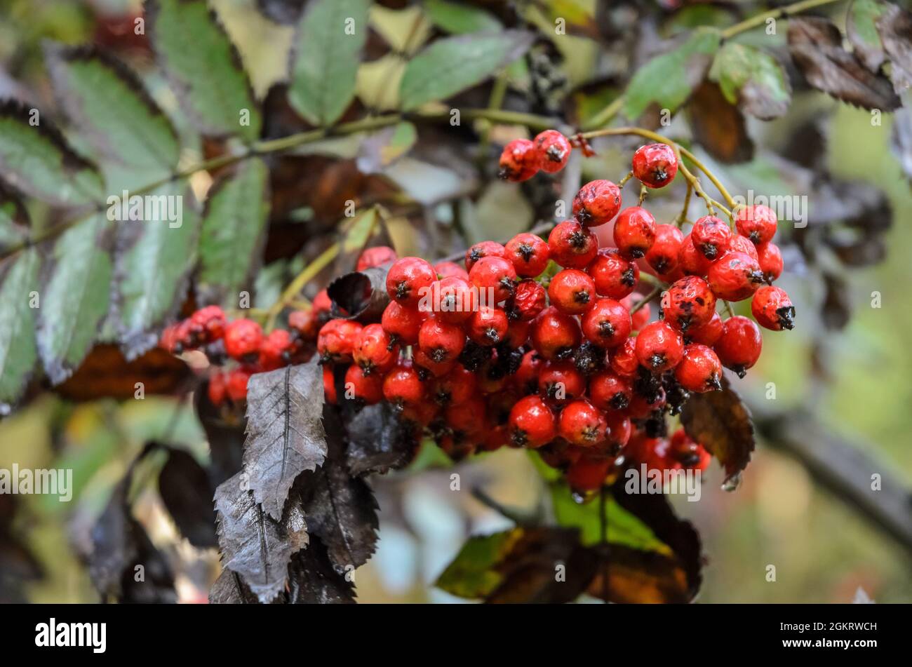 Sorbus aucuparia, bekannt als Eberesche oder BergEsche Strauch mit