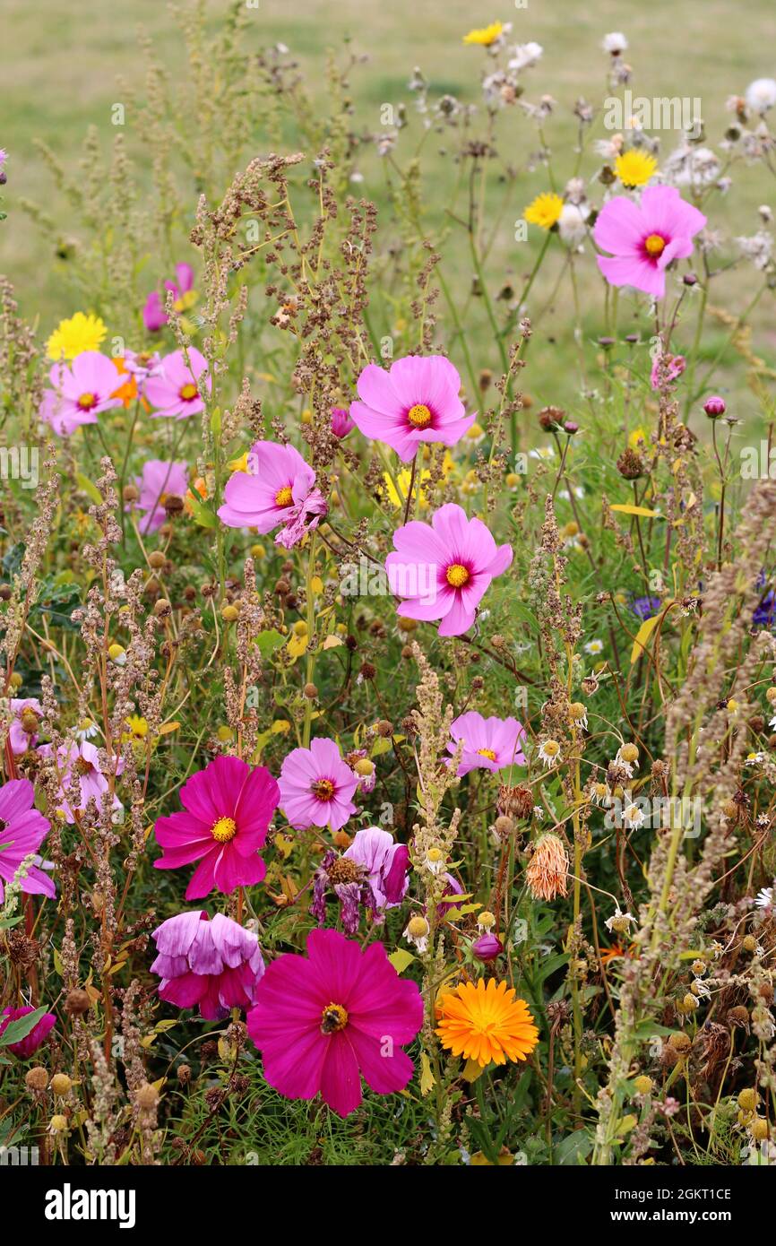 Eine prachtvolle Darstellung von Wildblumen und einjährigen Blüten, darunter das auffallende Pink der Gänseblümchen-ähnlichen Blume Cosmos Stockfoto