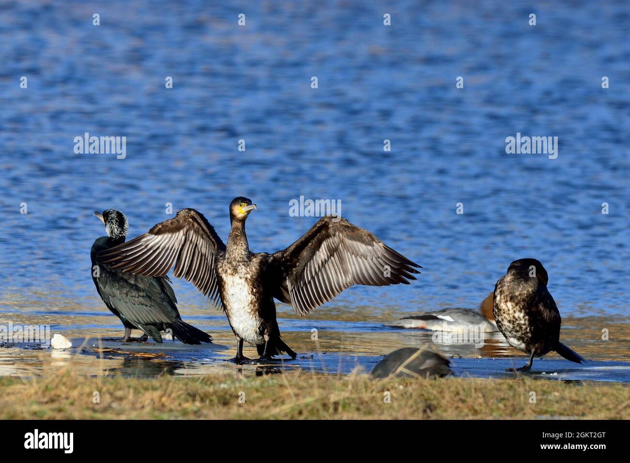 Kormoran, großer Kormoran, großer schwarzer Kormoran, Phalacrocorax carbo, Elbe bei Lauenburg, Deutschland, Deutschland Stockfoto