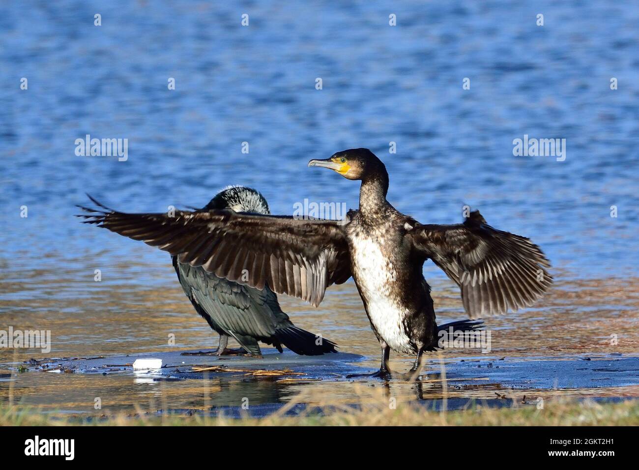 Kormoran, großer Kormoran, großer schwarzer Kormoran, Phalacrocorax carbo, Elbe bei Lauenburg, Deutschland, Deutschland Stockfoto