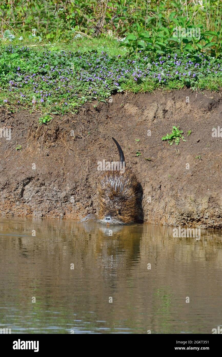 Nutria, Biberratte, Coypu, Myocastor coypus Stockfoto