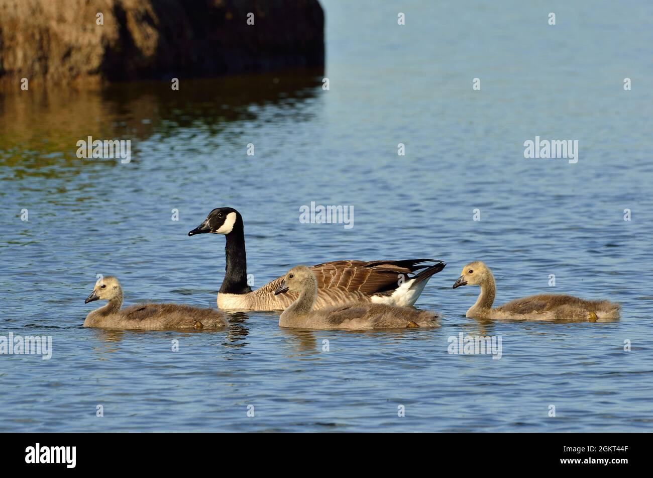 Kanadagans, kanadagans, Branta canadensis, Fehlingsbleck, Niedersachsen, Deutschland, Deutschland Stockfoto