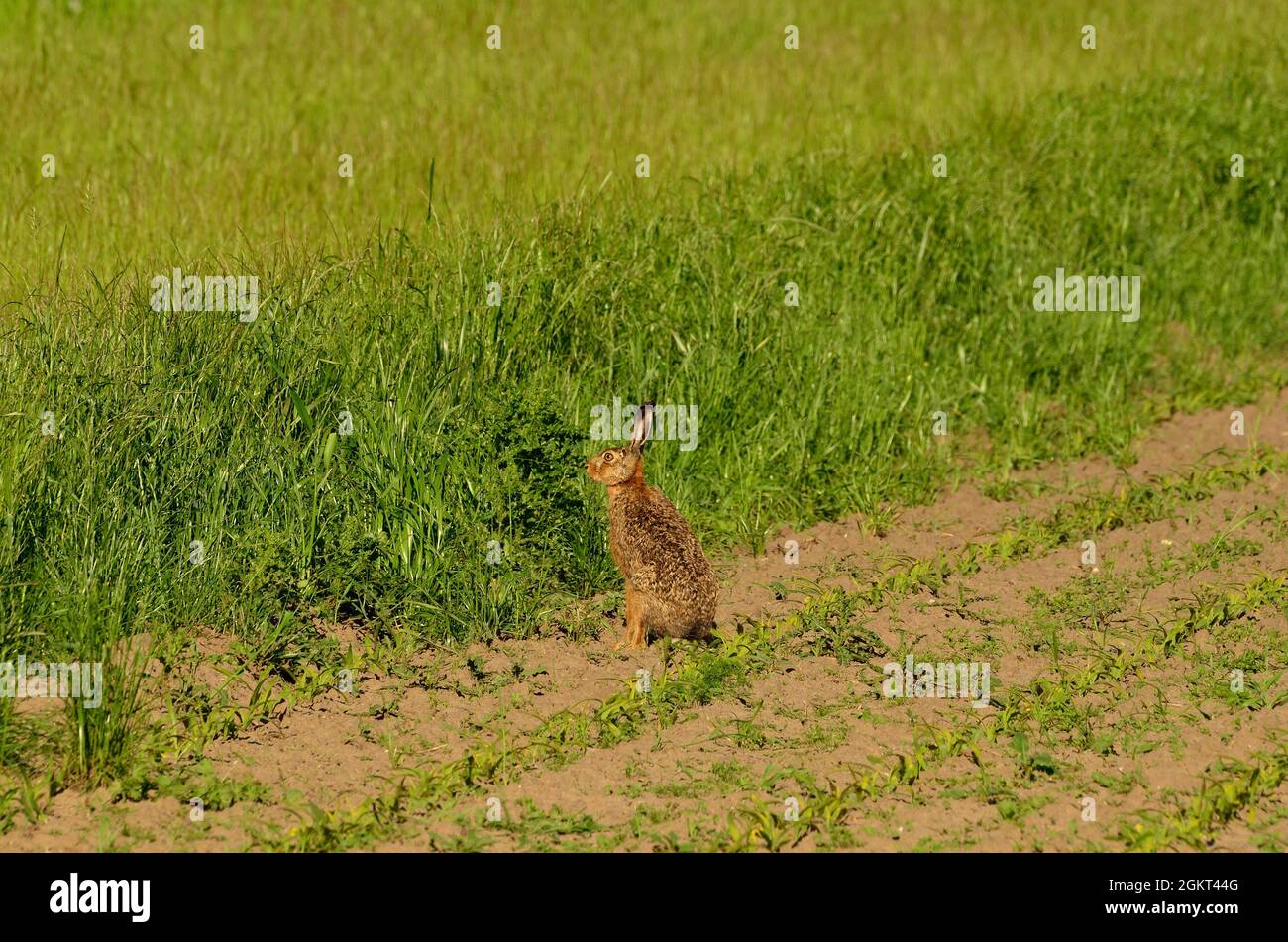 Feldhase, Europäischer Hase, Braunhase, Lepus europaeus, Fehlingsbleck, Niedersachsen, Deutschland, Deutschland Stockfoto