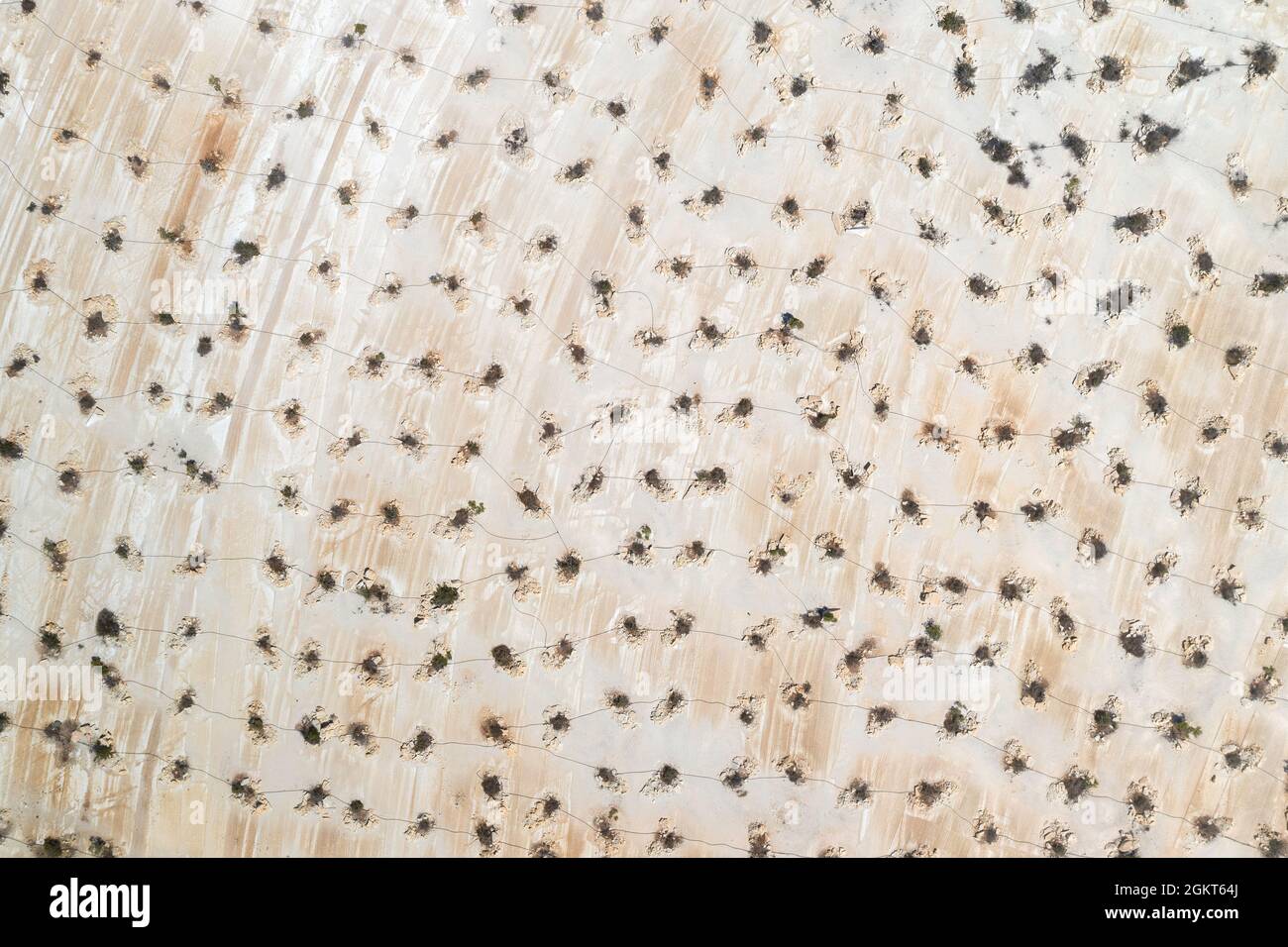 Reihen von Bäumen und Sträuchern in verlassenen Kalksteinbruch gepflanzt, Luftaufnahme von direkt oben Stockfoto