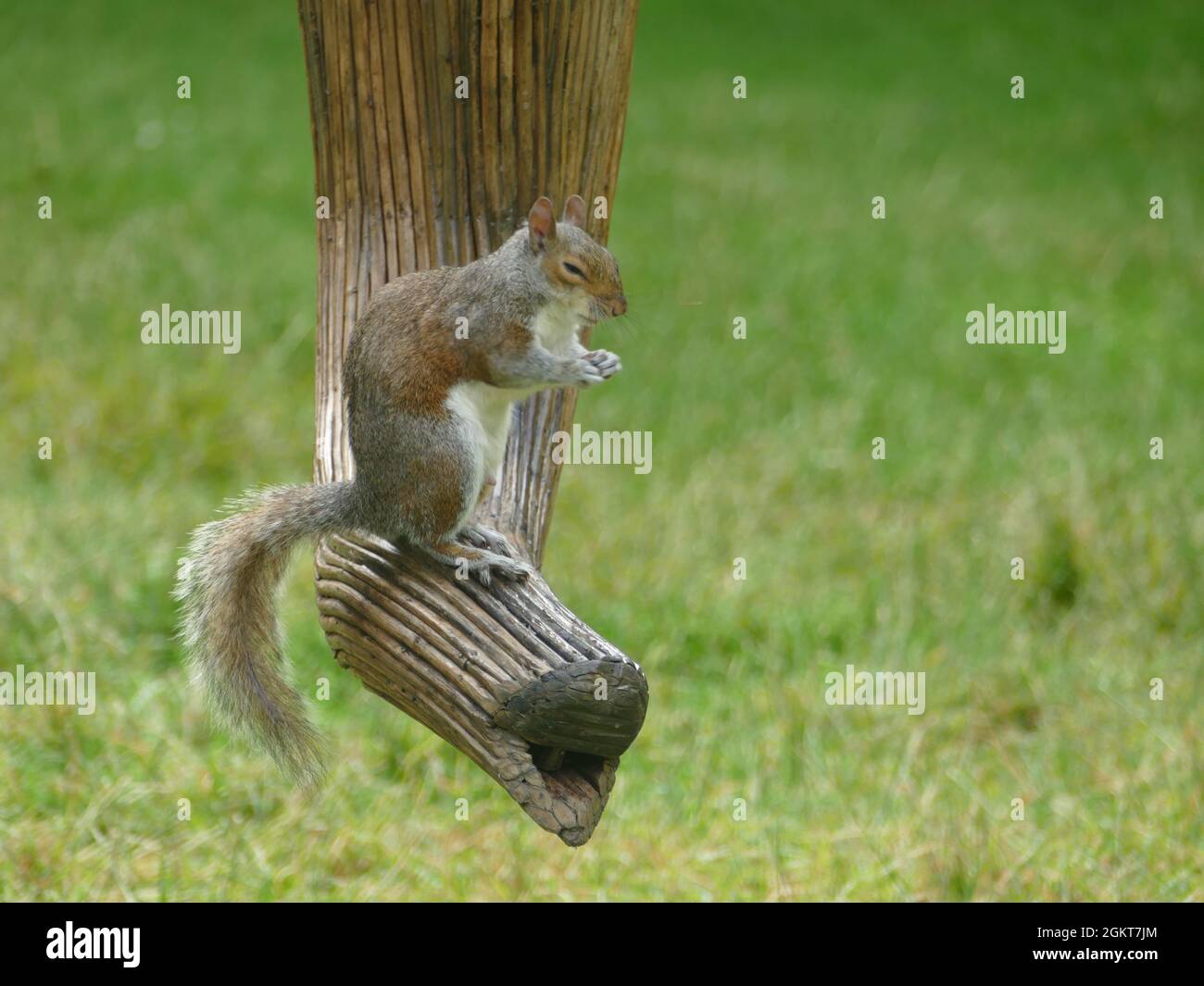 Graues Eichhörnchen auf einem Elefantenrüssel in London Stockfoto