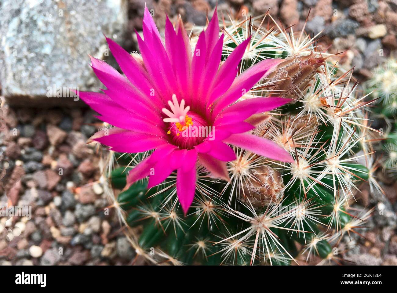 Escobaria vivipara mit Blumen von Texas - Usa. Stockfoto