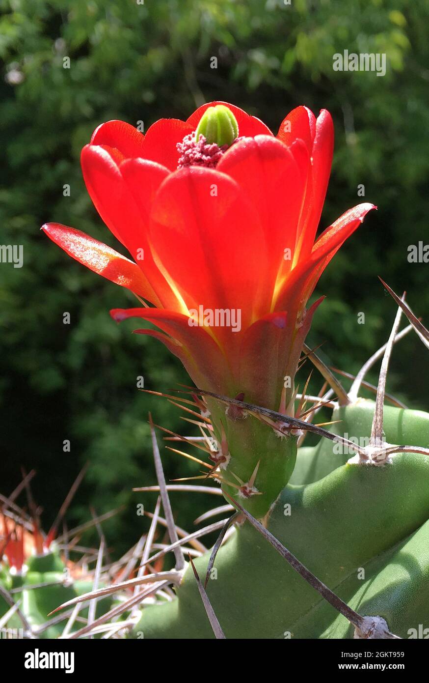 Blühender Kaktus Echinocereus triglochidatus aus New Mexico. - Vereinigte Staaten von Amerika. Stockfoto