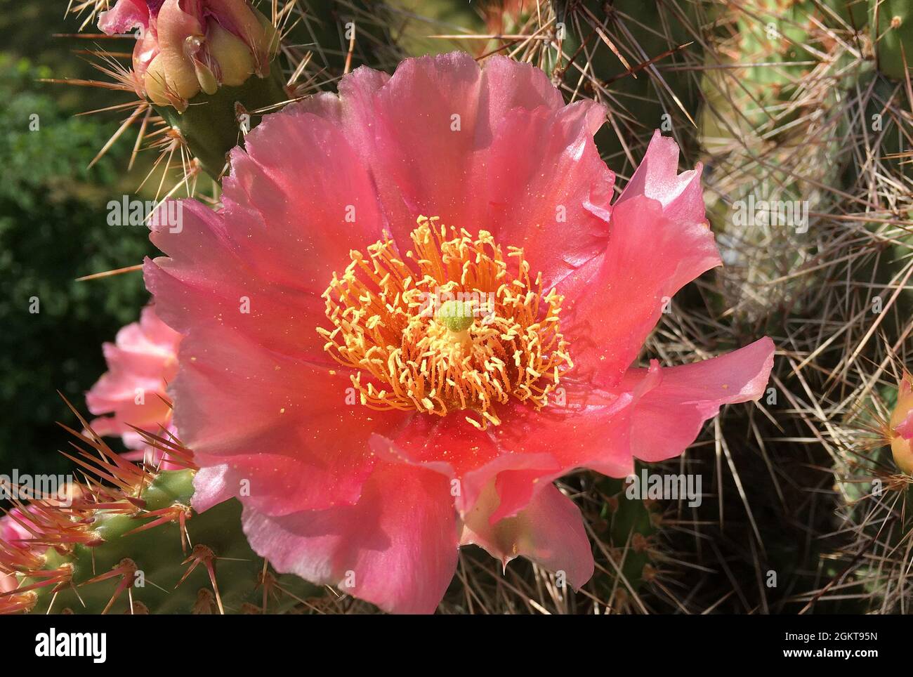 Blühender Kaktus Echinocereus coccineus aus den Jarmila-Bergen in New Mexico - Vereinigte Staaten von Amerika. Stockfoto
