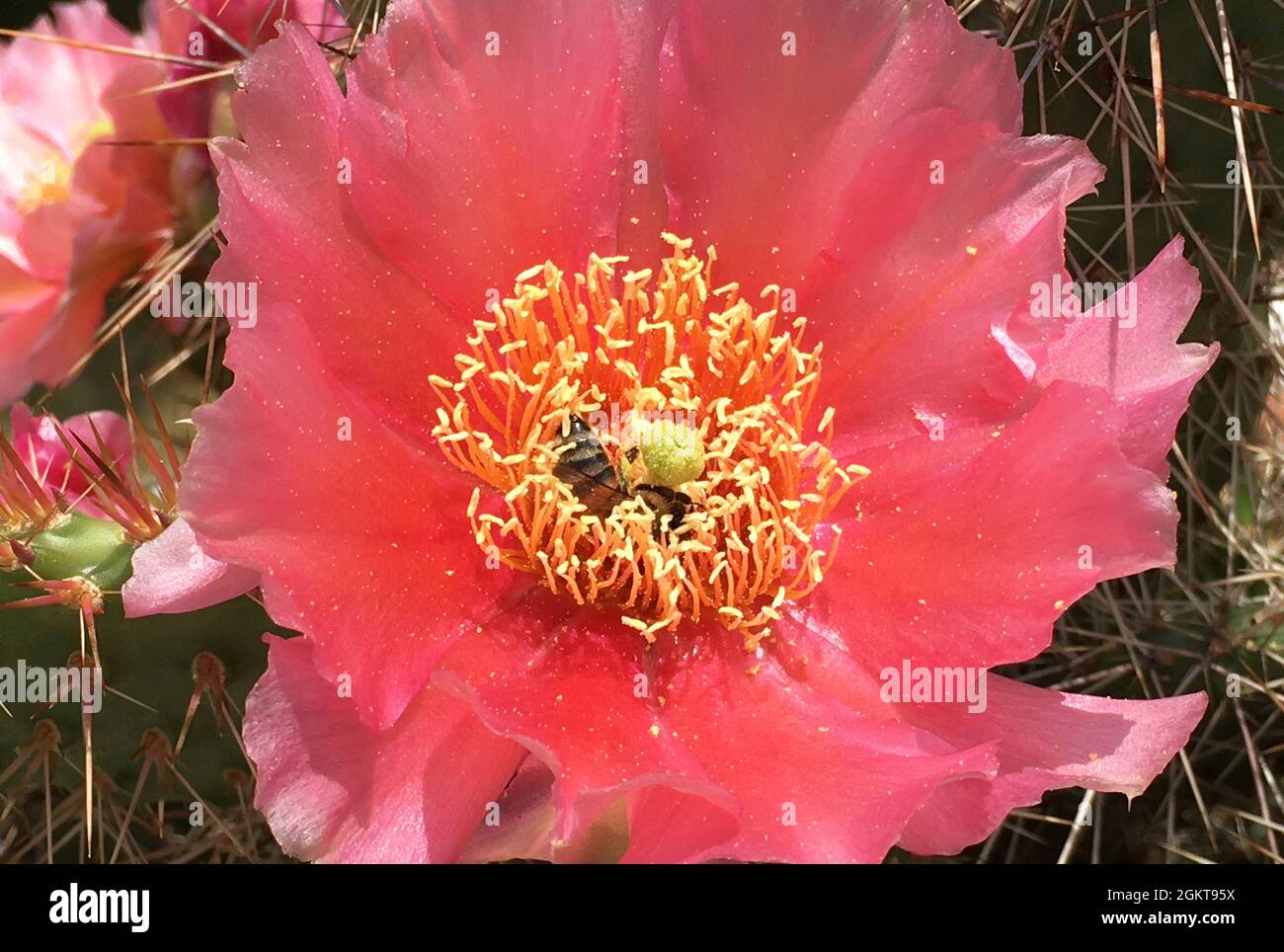 Blühender Kaktus Echinocereus coccineus aus den Jarmila-Bergen in New Mexico - Vereinigte Staaten von Amerika. Stockfoto