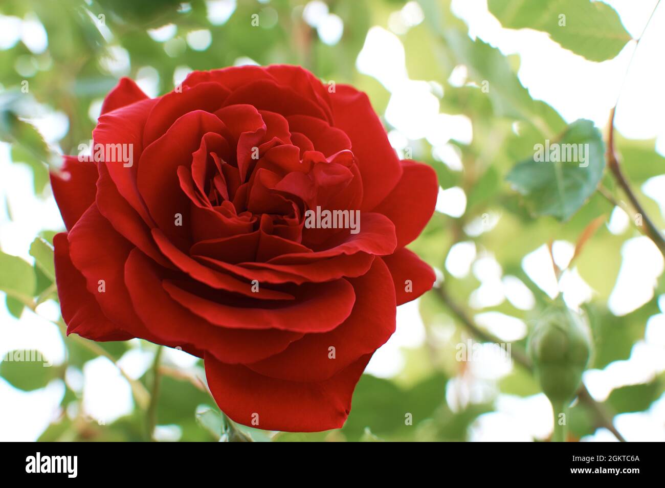Gartenrose. Rote Knospe auf einem Hintergrund aus grünen Blättern mit weißen Lichtlücken. Stockfoto