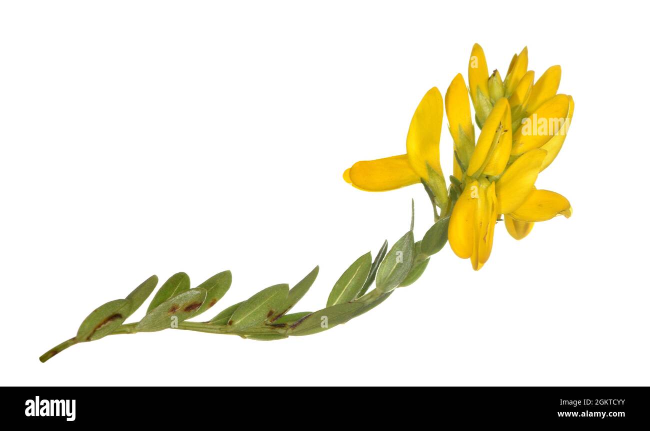 Dyer's Greenweed - Genista tinctoria Stockfoto