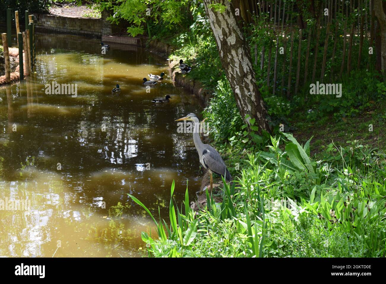 Graureiher in Totteridge Teichen an einem Mainachmittag. Stockfoto