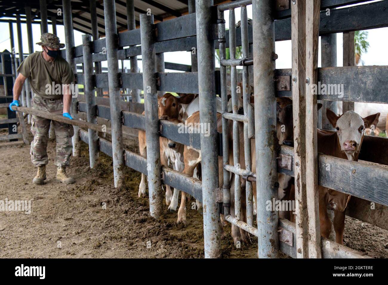 Mathew Conlan, Tierarzt der 109. Medizinischen Abteilung der Veterinärdienste aus Garden Grove, Kalifornien, schiebt ein Brett durch den Zaun, um die Kälber während der Veterinary Readiness Training Exercises Teil von Resolute Sentinel 21 in Melchor De Mencos, Guatemala, 29. Juni 2021 zusammenzuhalten. Das Tierarztteam wird an verschiedenen Standorten umfangreiche Tierpflegeschulungen und Impfungen durchführen. Stockfoto