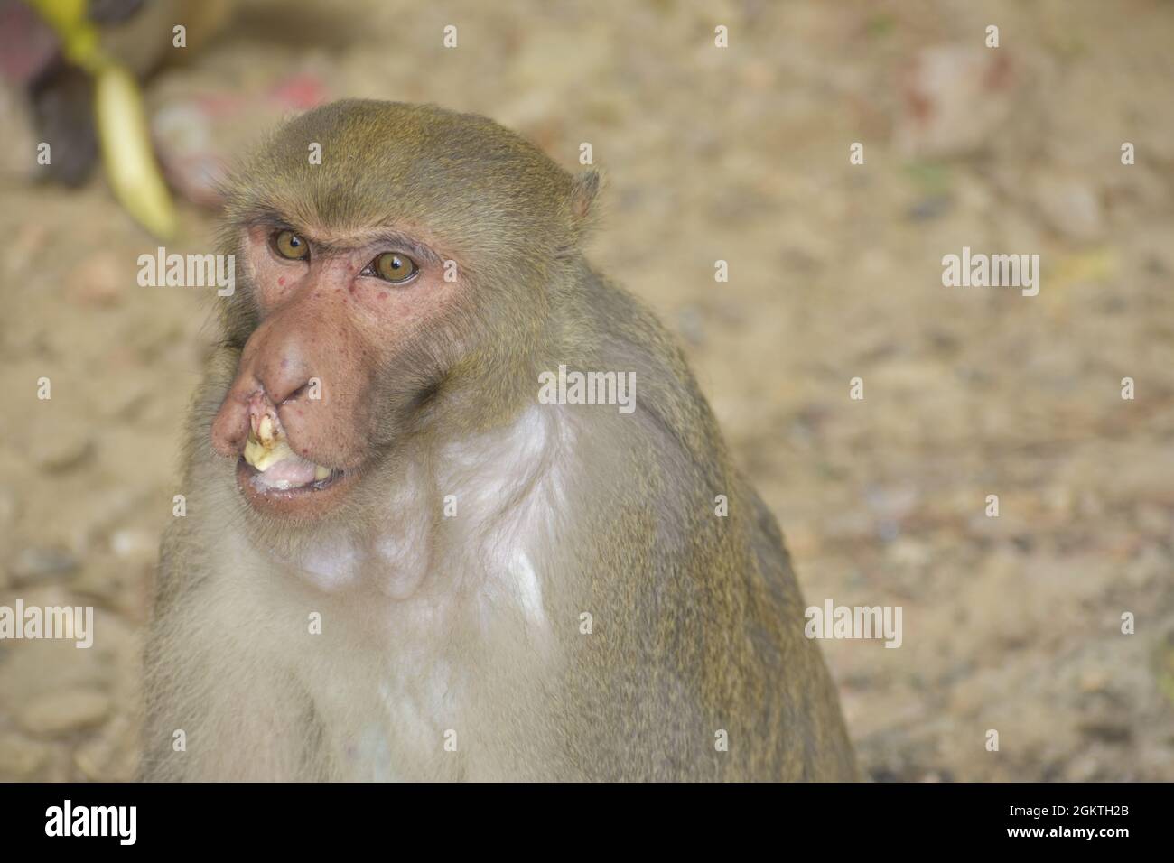 Affengesicht mit einem Schnitt in den Lippen Stockfoto