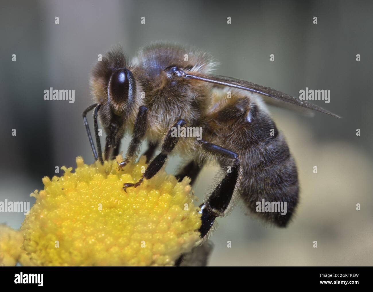 Die dunkle europäische Honigbiene, dunkle Biene oder schwarze Biene ist damit beschäftigt, Pollen zu sammeln Stockfoto