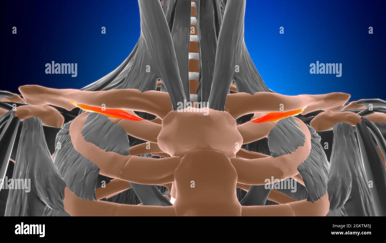 Subclavius Muscle Anatomy for Medical Concept 3D Illustration Stockfoto