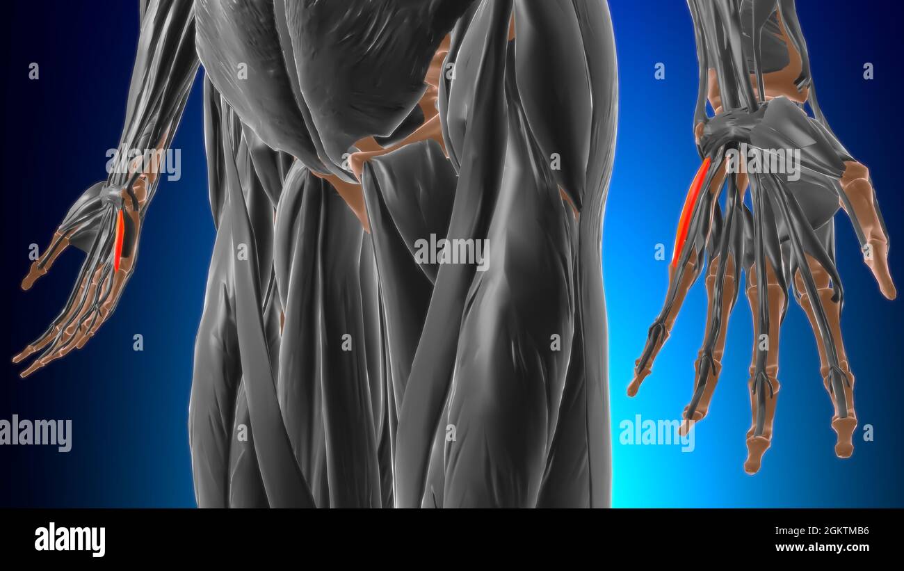 Flexor digiti minimi brevis of Hand Muscle Anatomy for Medical Concept 3D Illustration Stockfoto