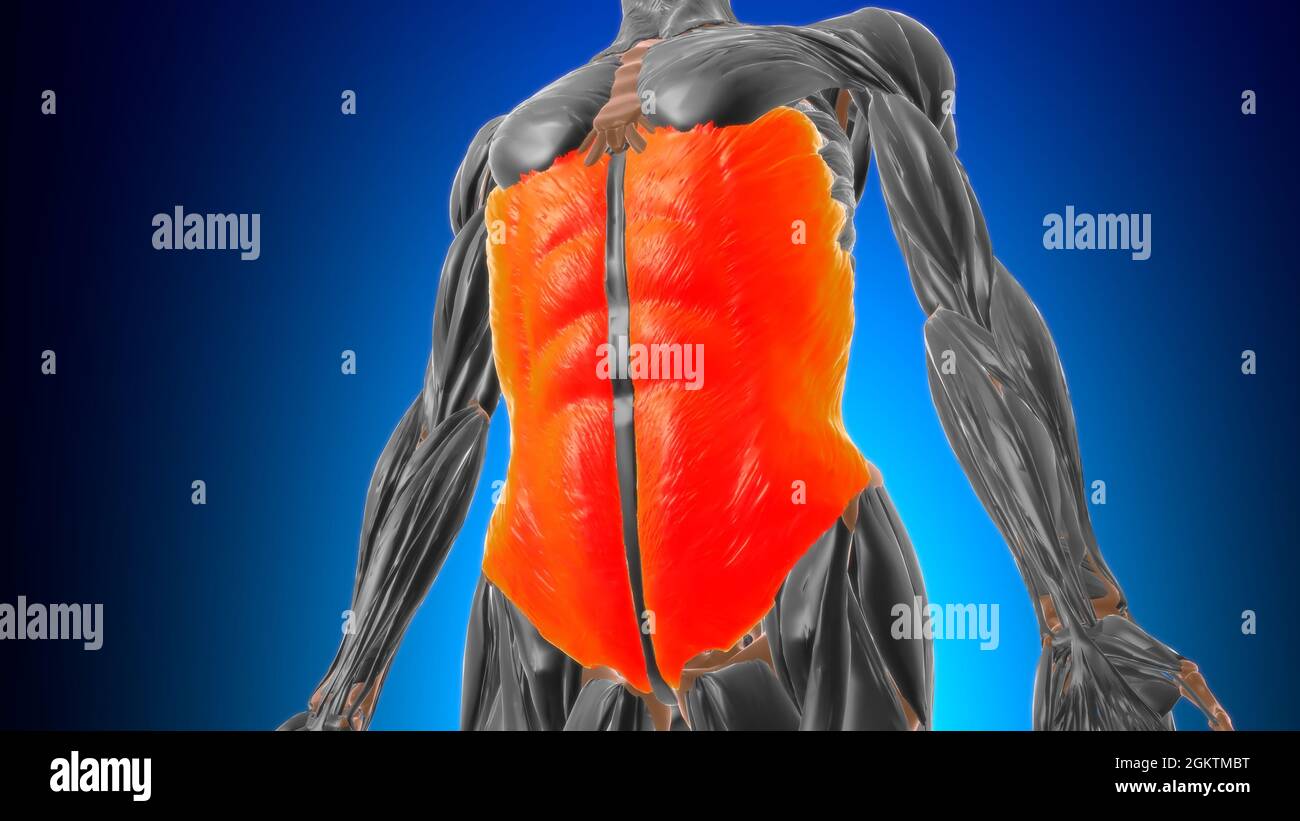 Externe schräge Muskelanatomie für Medical Concept 3D Illustration Stockfoto