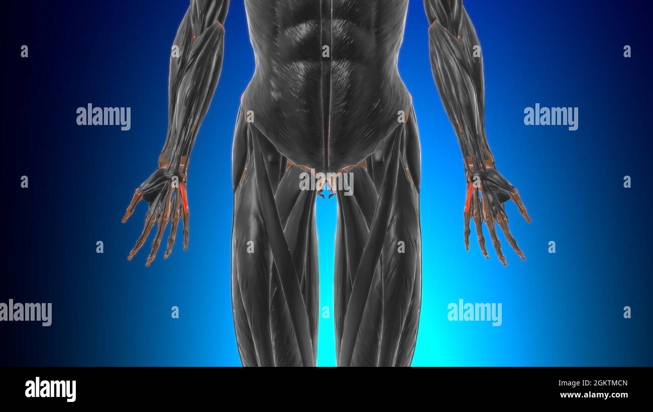 Flexor digiti minimi brevis of Hand Muscle Anatomy for Medical Concept 3D Illustration Stockfoto