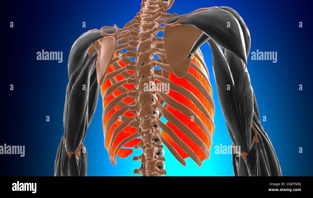 Interne interkostalische Muskulatur Anatomie für Medical Concept 3D  Illustration Stockfotografie - Alamy