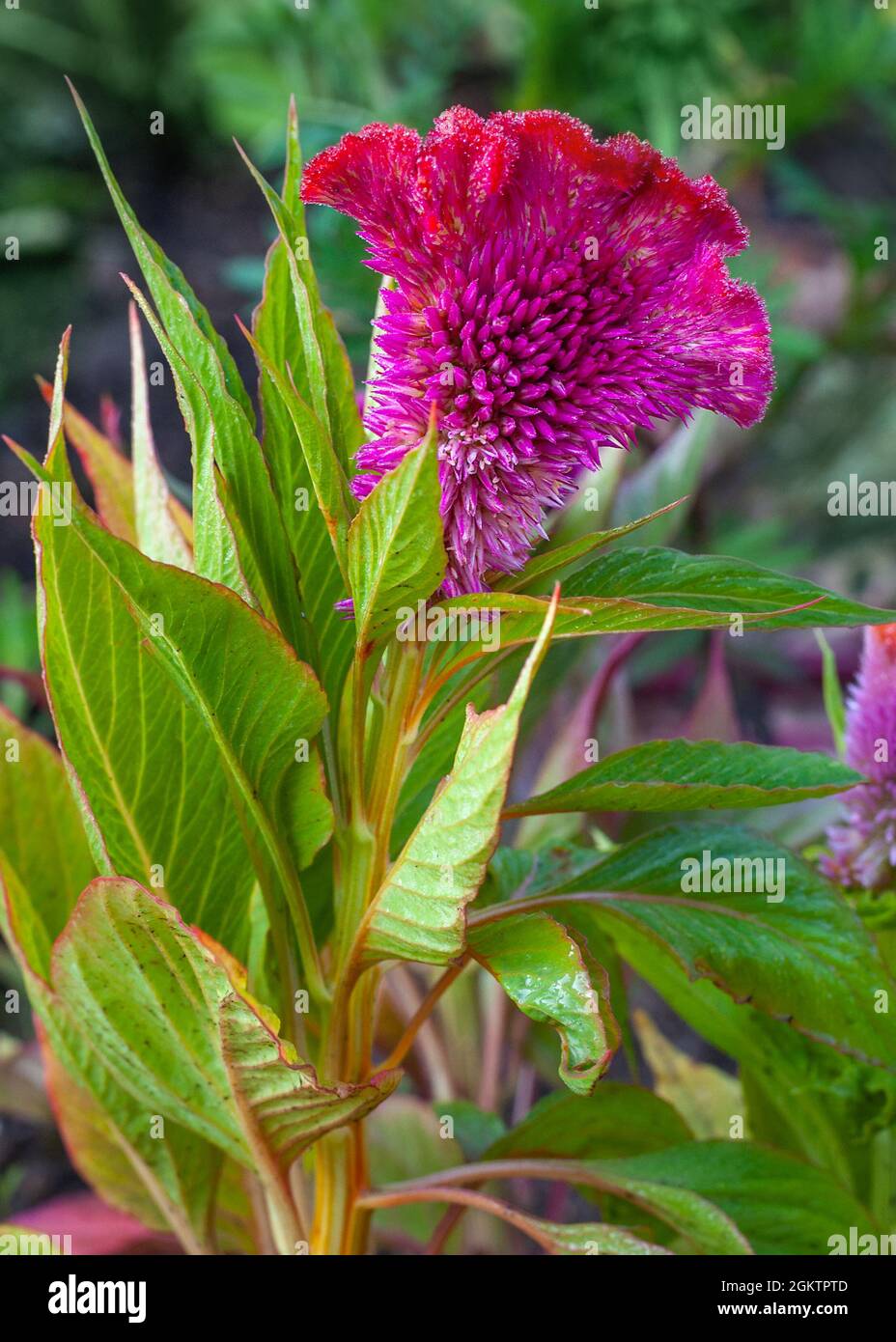 Cockscomb Blume, Celosia cristata im Garten Stockfoto