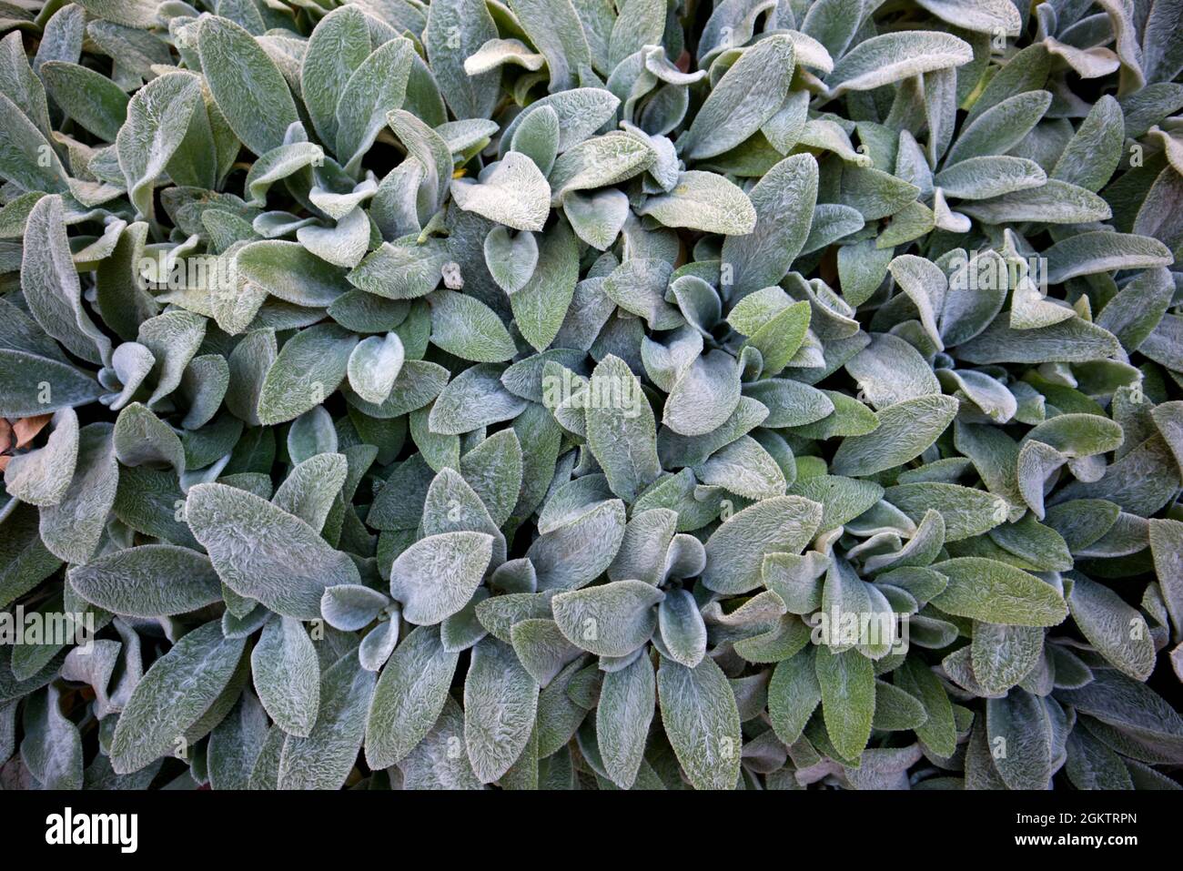 Lammohr oder Woolly Heckenstachel (Stachys byzantina) grüne Blätter Hintergrund. Frisches Naturbelaub. Draufsicht. Stockfoto