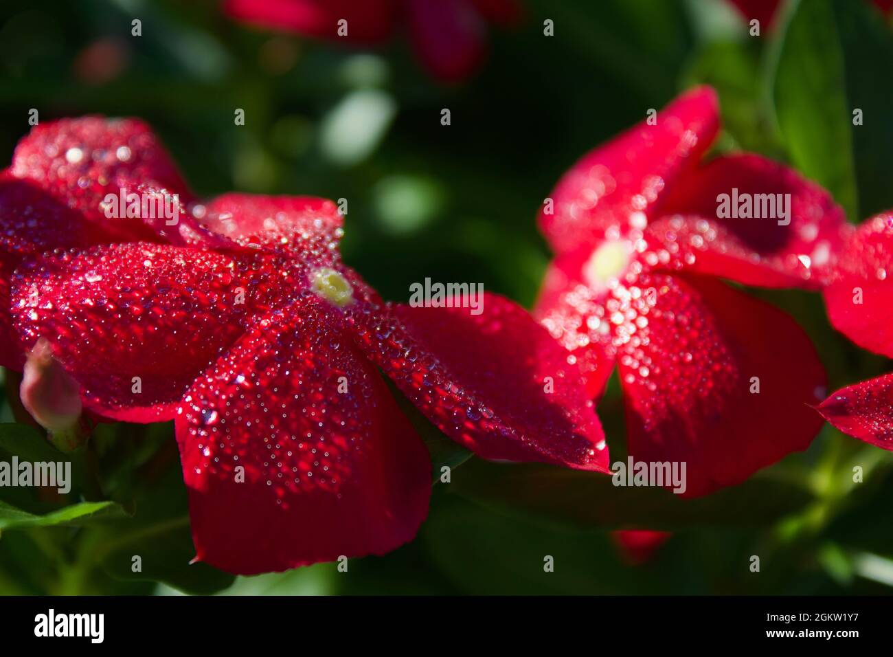 Blumen mit Morgentau Stockfoto