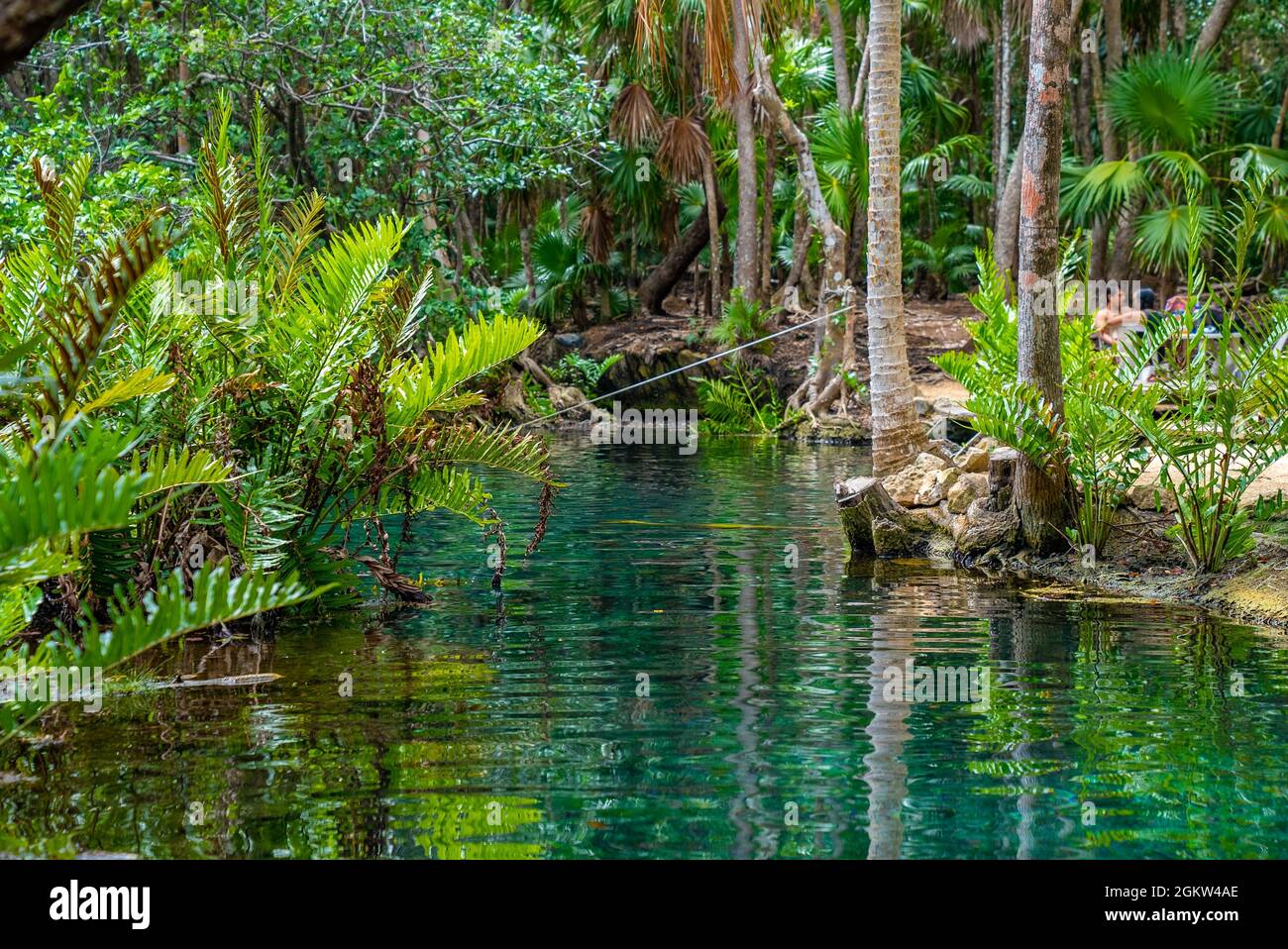 Malerische Aussicht auf ruhige Cenote mit üppigen grünen Bäumen im Wald Stockfoto