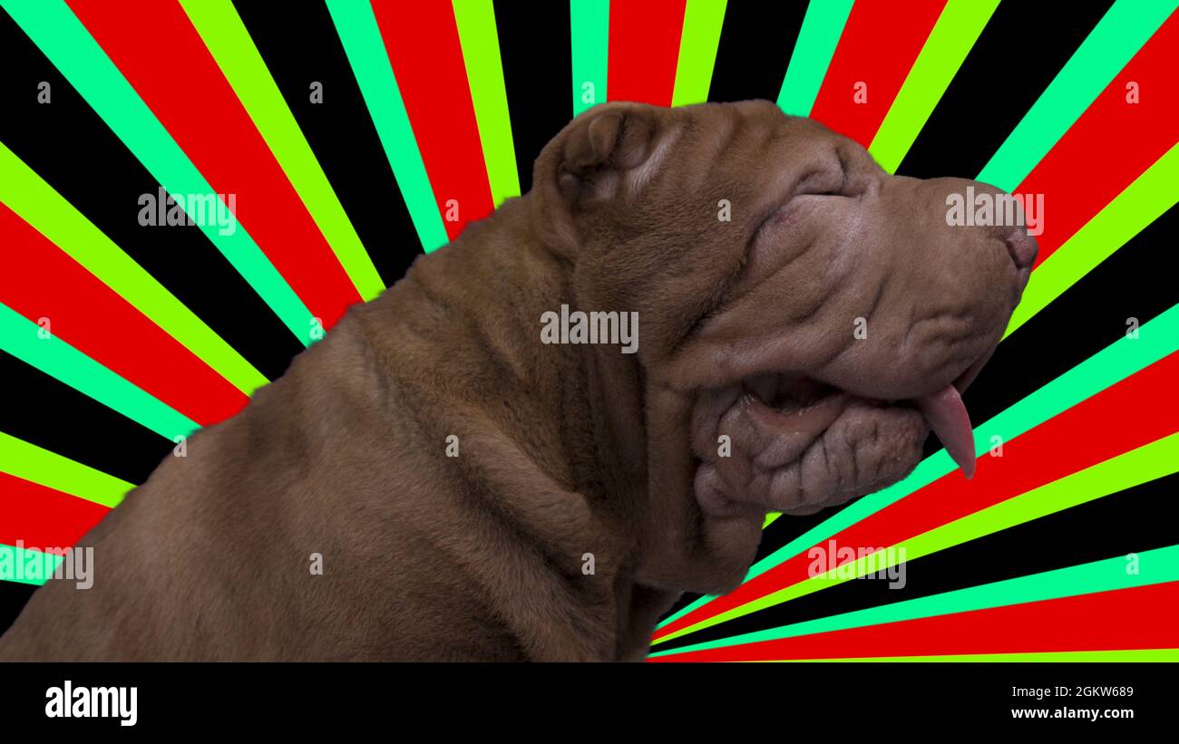 shar pei Hund mit abstraktem Hintergrund Stockfoto