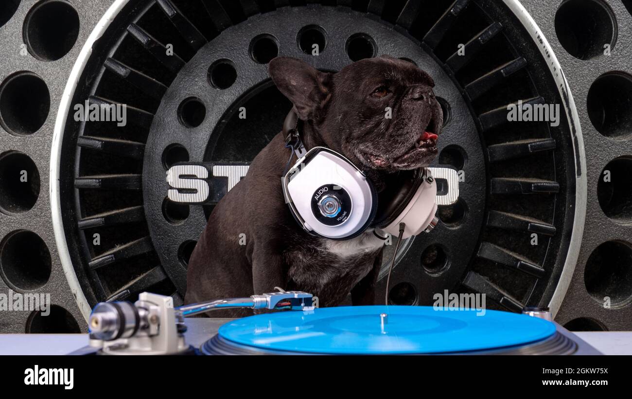 Bulldog spielt Schallplatten mit Hintergrund eines Sprechers Stockfoto