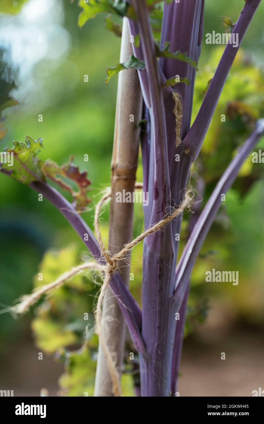 Lila Grünkohl Pflanzen mit Pfahl, um sie vor Herbst- und Winterwetter zu schützen. Stockfoto