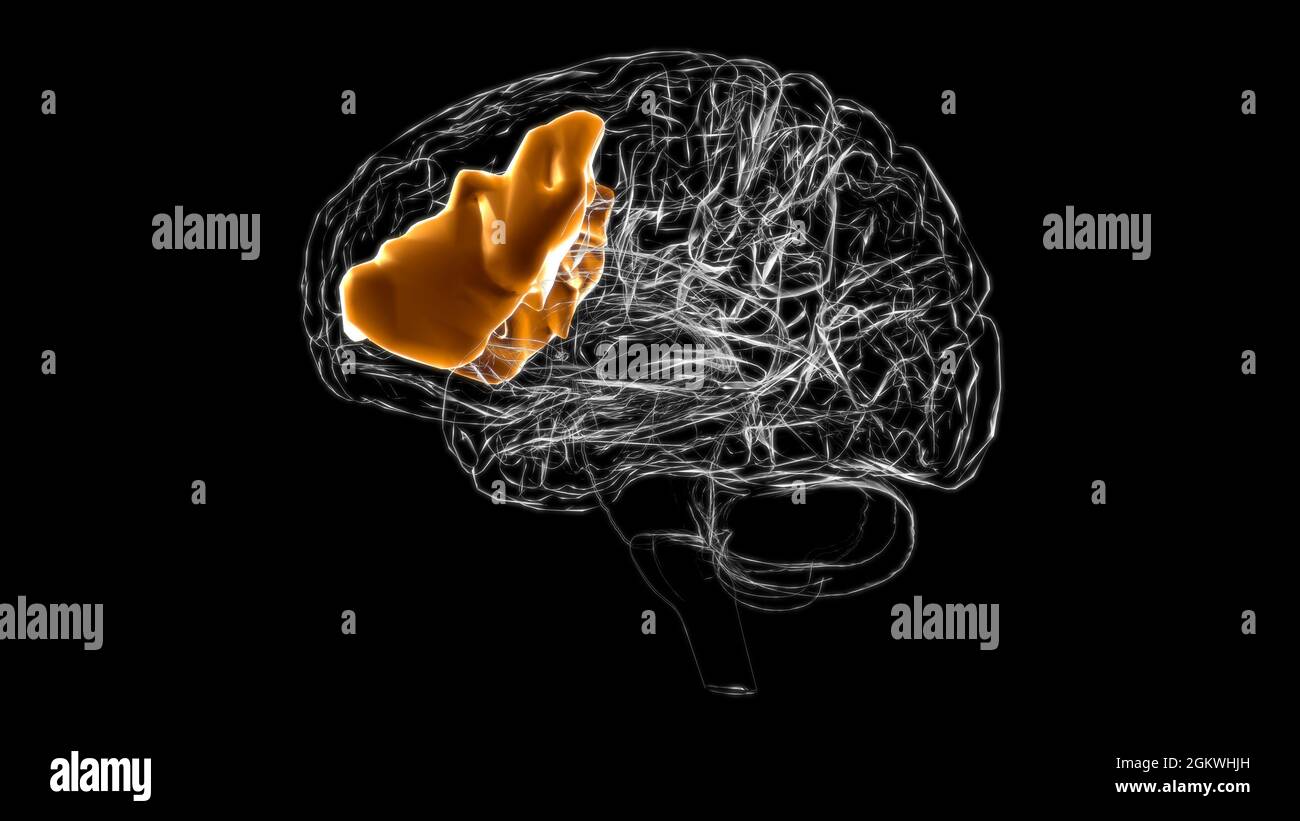 Gehirn inferior frontaler Gyrus Anatomie für Medical Concept 3D Illustration Stockfoto