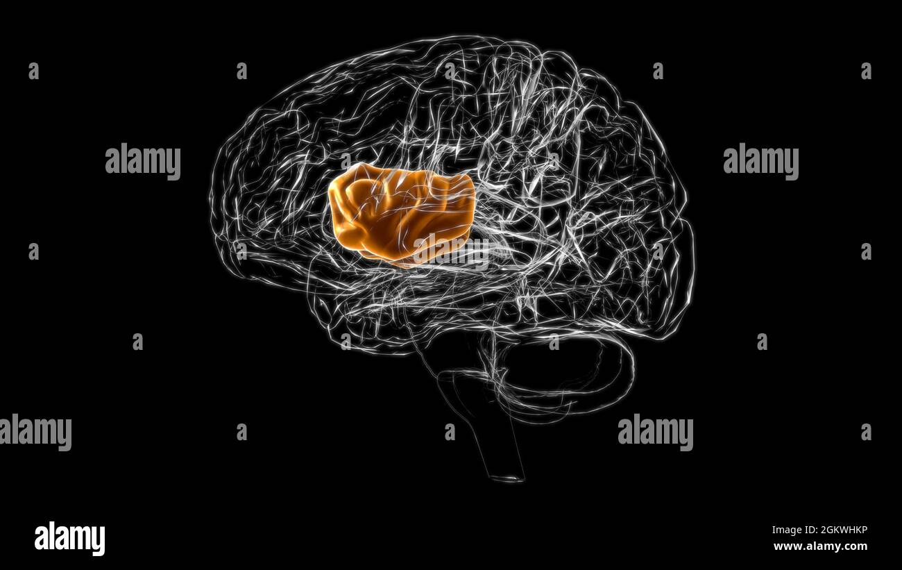 Brain insula Anatomy for Medical Concept 3D Illustration Stockfoto