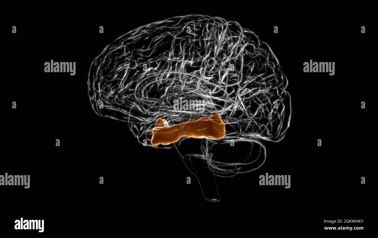 Gehirnfusiform Gyrus Anatomy for Medical Concept 3D Illustration Stockfoto