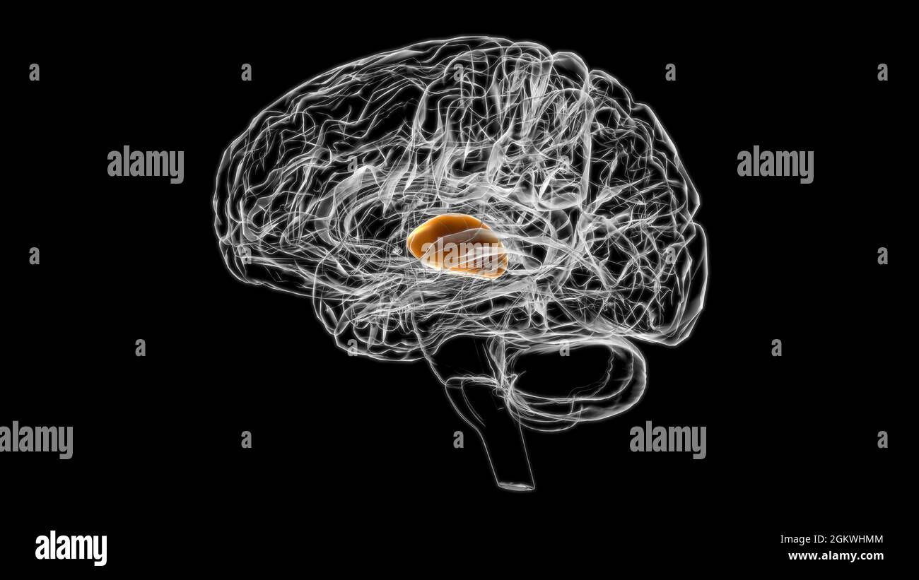 Brain Thalamus Anatomy for Medical Concept 3D Illustration Stockfoto